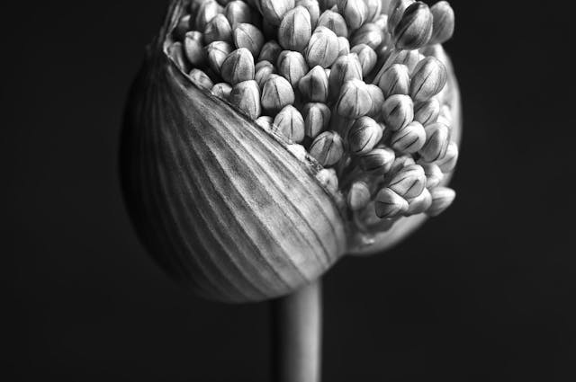 Blooming Allium in black and white 