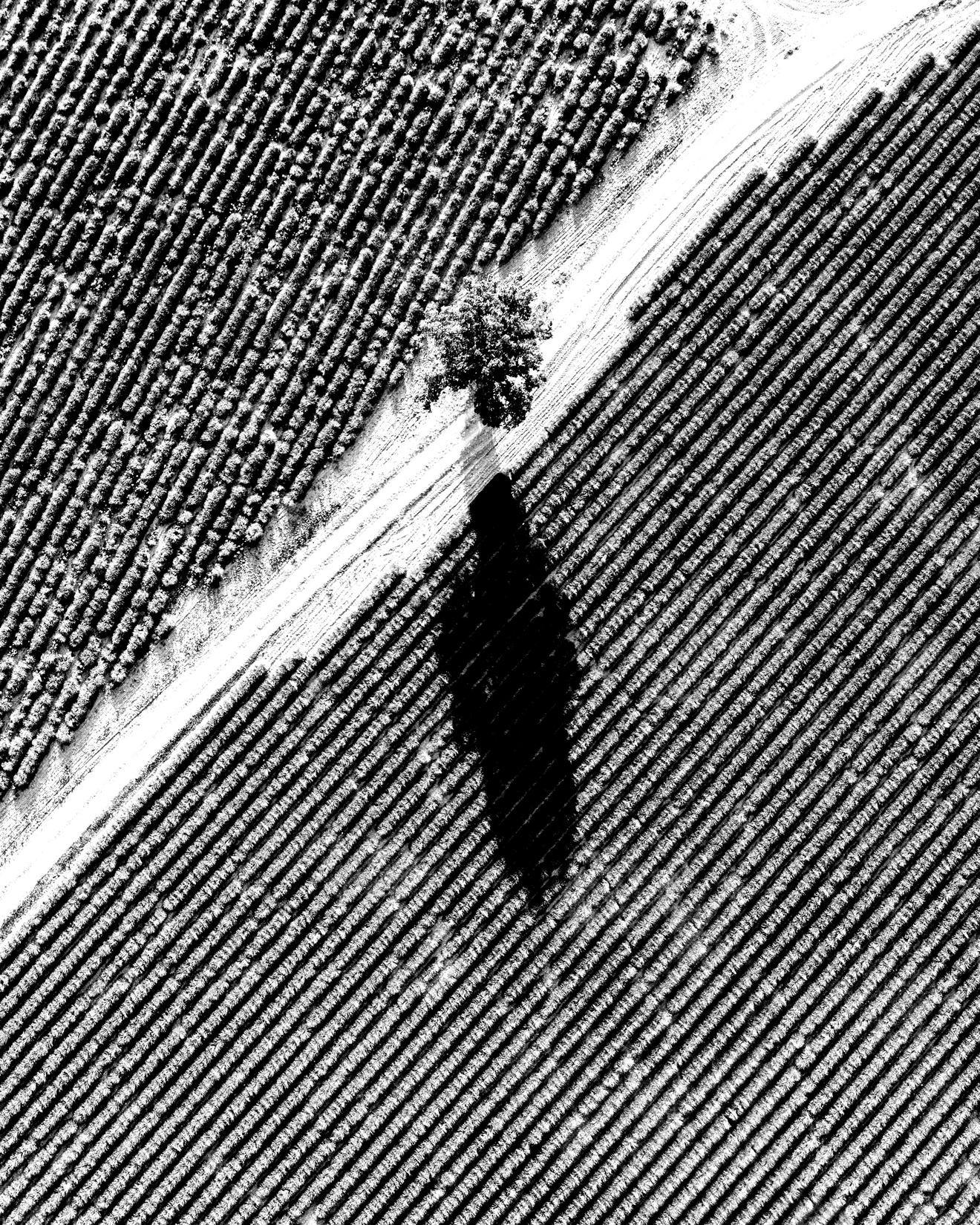 Black and white image of a single tree casting a shadow on a field in France