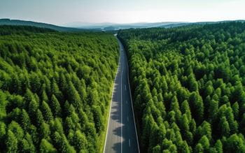 A road running through an evergreen forest