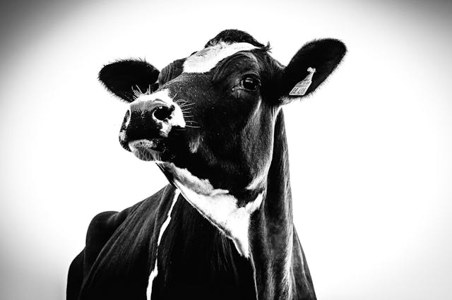cow with ear tag