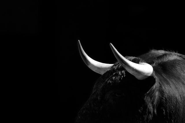 horns of a bull
