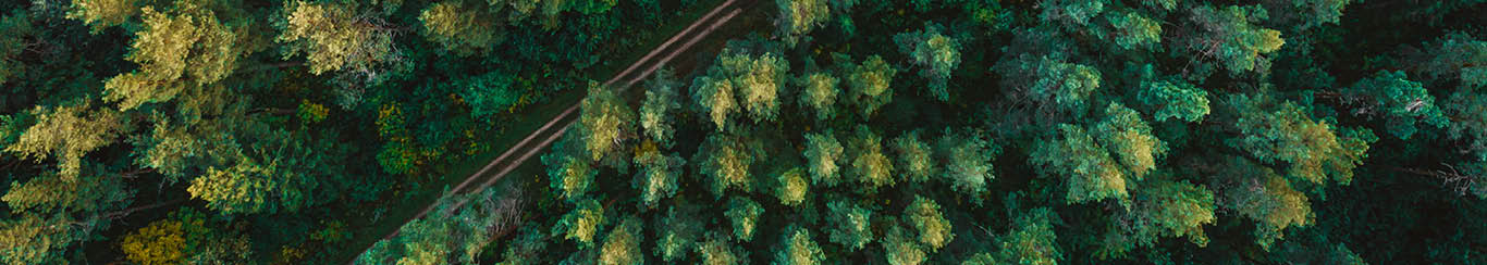overhead shot of forest