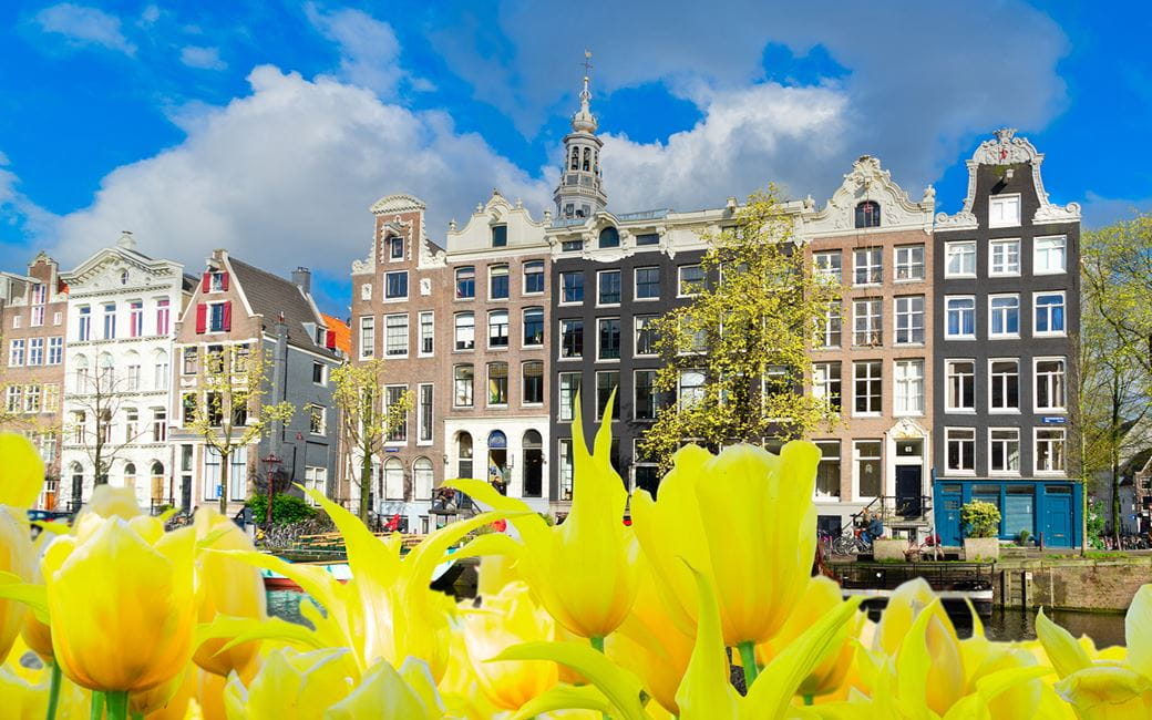 Yellow flowers and Dutch houses in the Netherlands