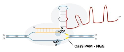 Ribonuclease complex of CRISPR/Cas9 system showing sgRNA bound to Cas9 protein and PAM sequence downstream from cleavage site.