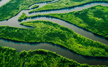 Rivers flowing through green trees