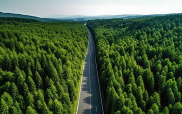 A road running through an evergreen forest