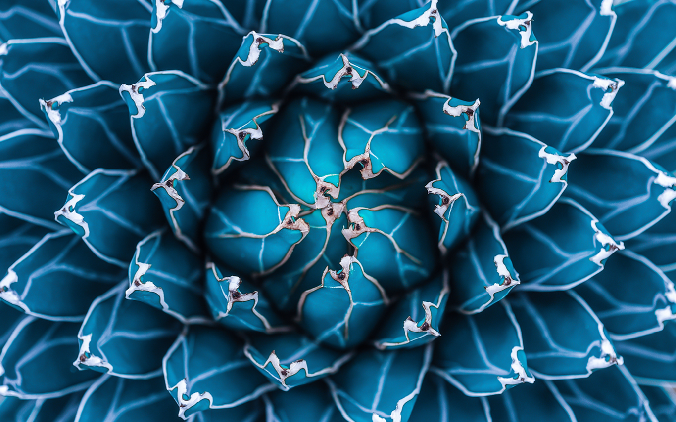 Close up of a flower, blue petals
