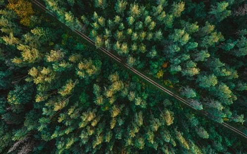 Bird's eye view of a straight road between a forest