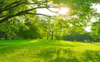 A luscious grass garden with the sun shining through trees
