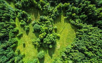 aerial view of green forest