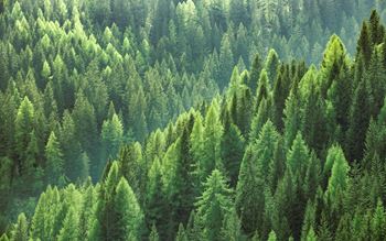 Evergreen trees in a forest