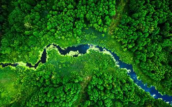 Aerial view of river surrounded by trees