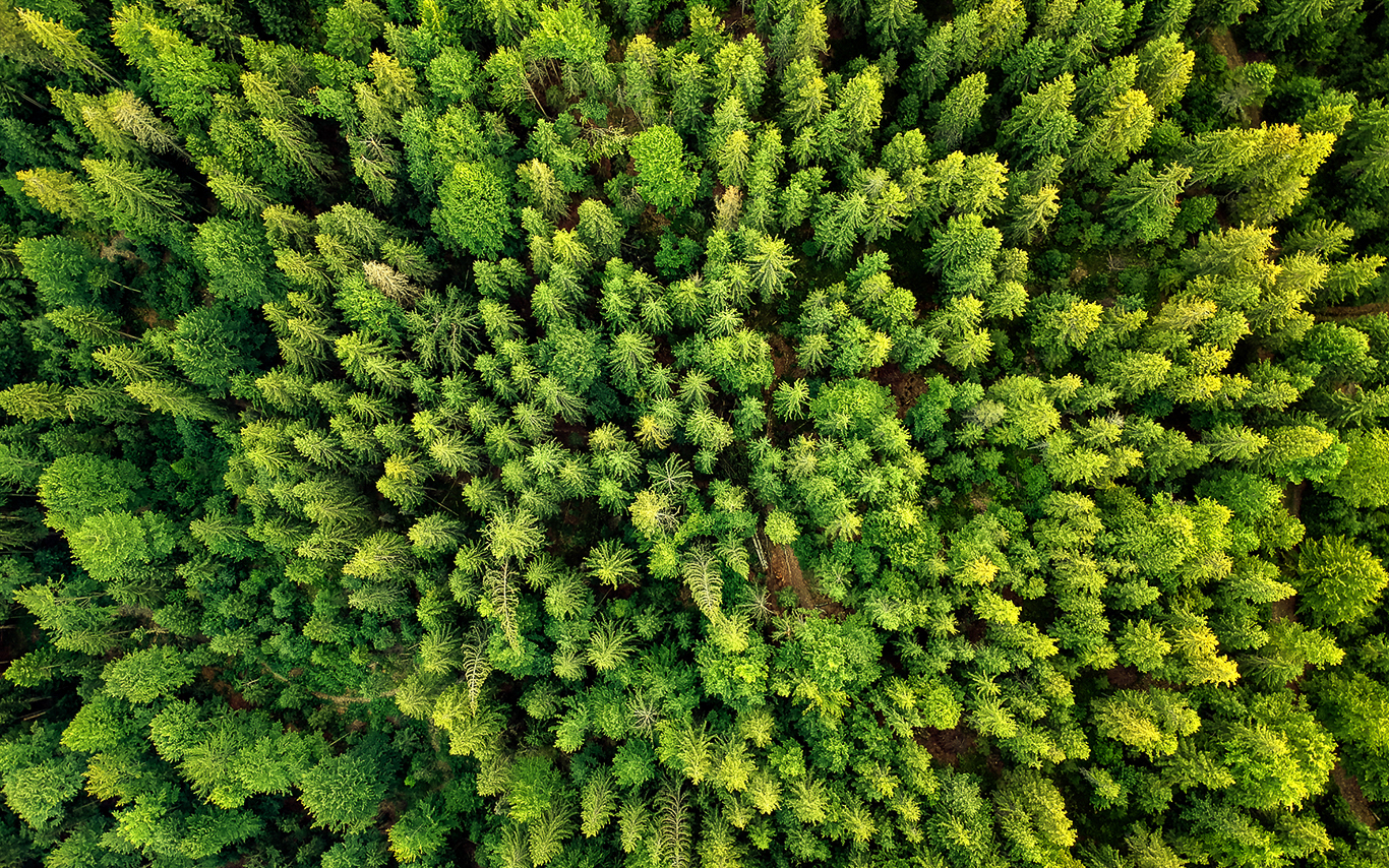Bird's eye view of a forest of evergreen trees