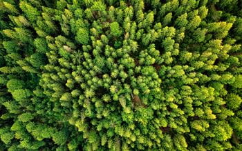 aerial image of dense green forest