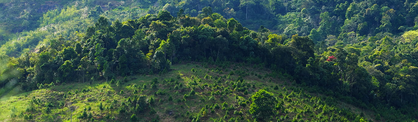 Bird's eye view of a large reforestation project