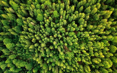 aerial image of dense forest
