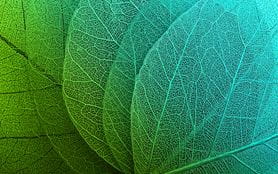 Leaves as seen under a microscope