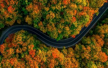 A winding road running through an autumn forest