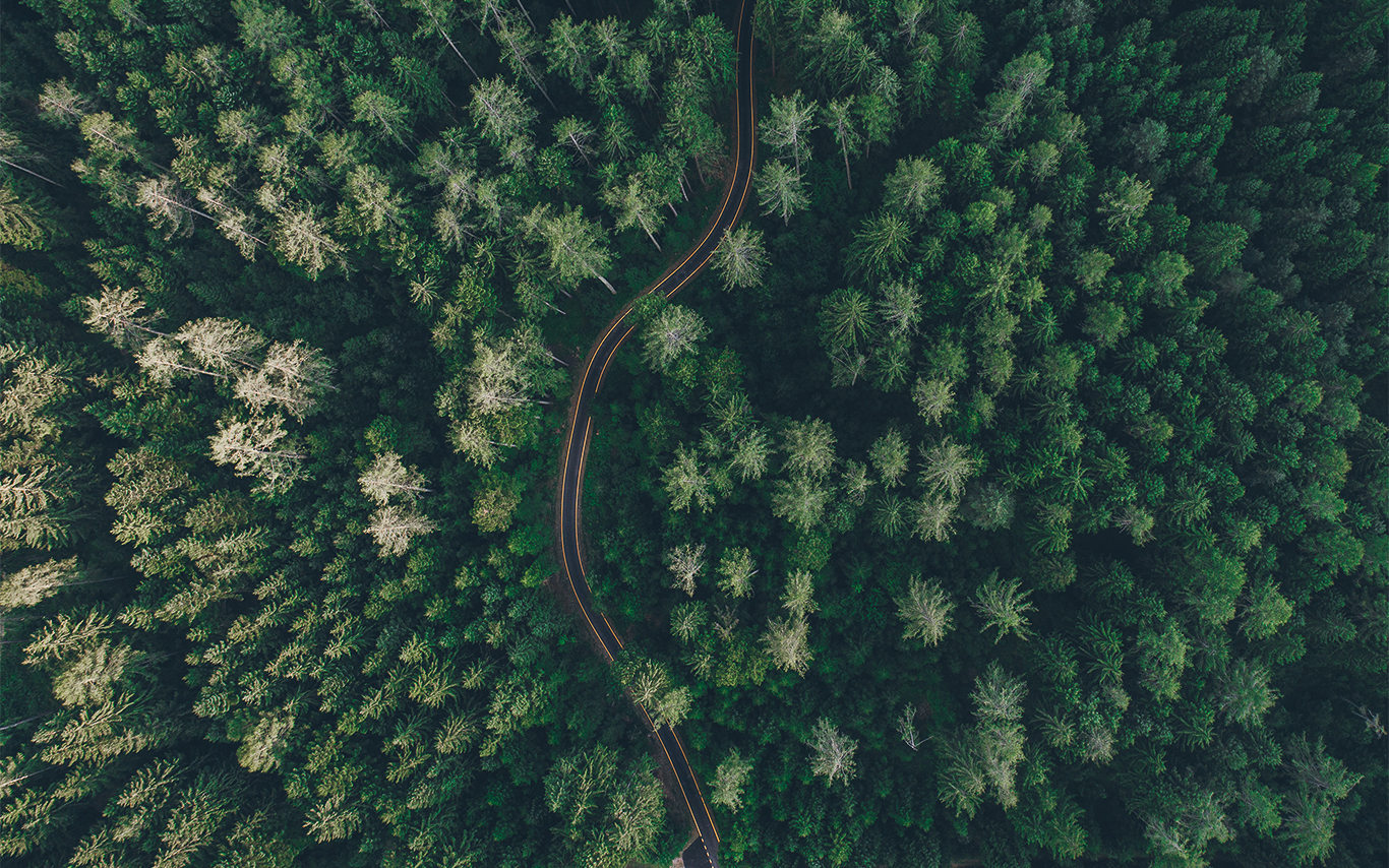 Birds eye view of a forest