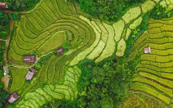 Aerial shot of green fields