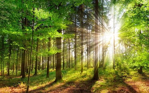 Sunlight through forest setting