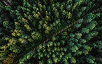 Aerial view of an evergreen forest