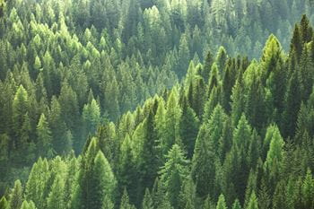Image of a forest filled with evergreen trees