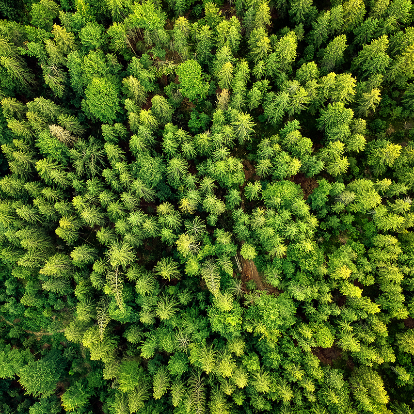 Aerial shot of dense forest