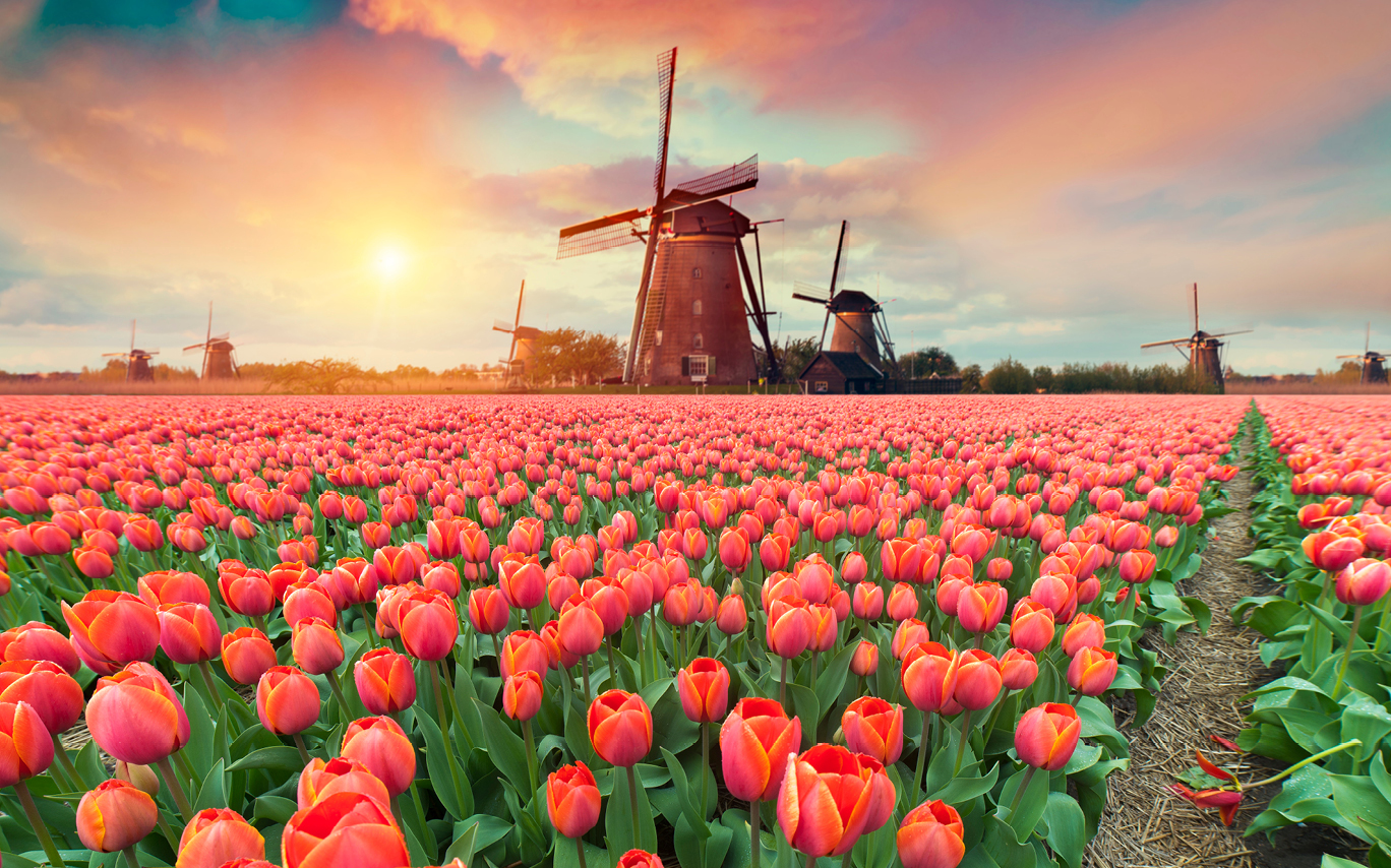 Netherlands, windmills and flowers