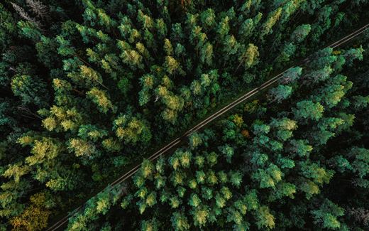 Road through green trees