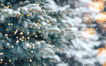 Christmas tree without decorations outdoor in park with bokeh, beautiful blue spruce snow fall.
