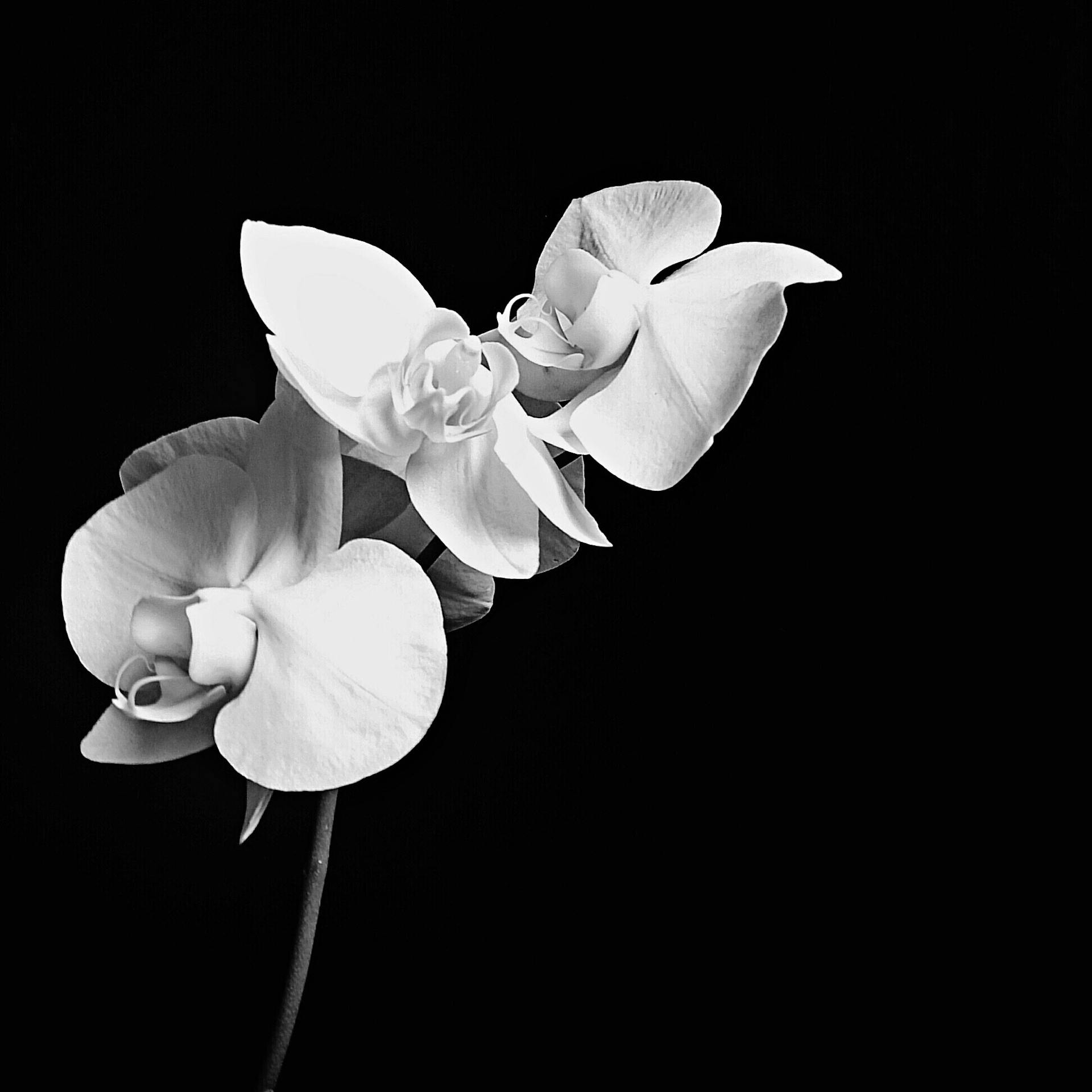 Three white flowers blossom from a single stem against a black background