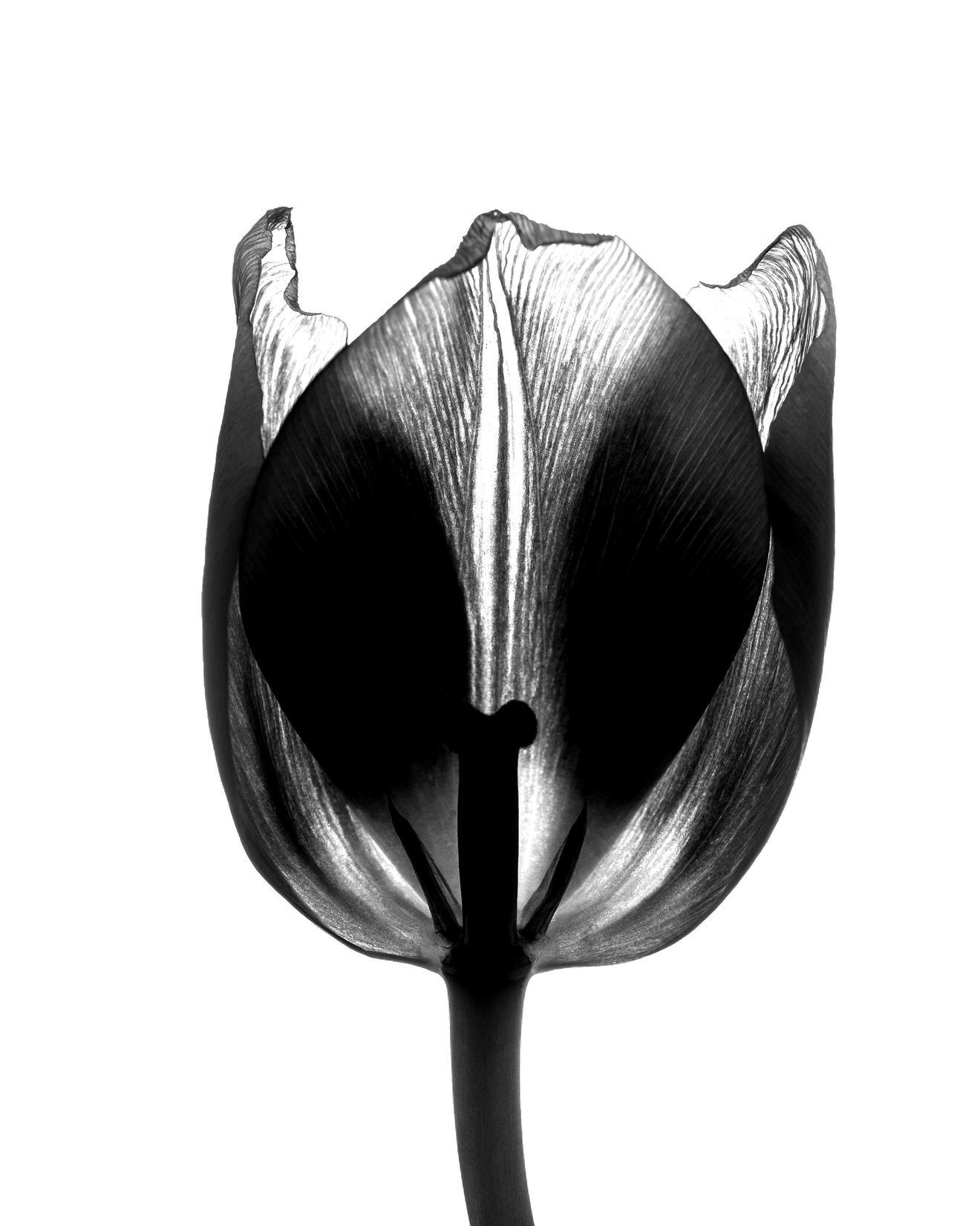 Silhouette of a single tulip against a white backdrop in Netherlands