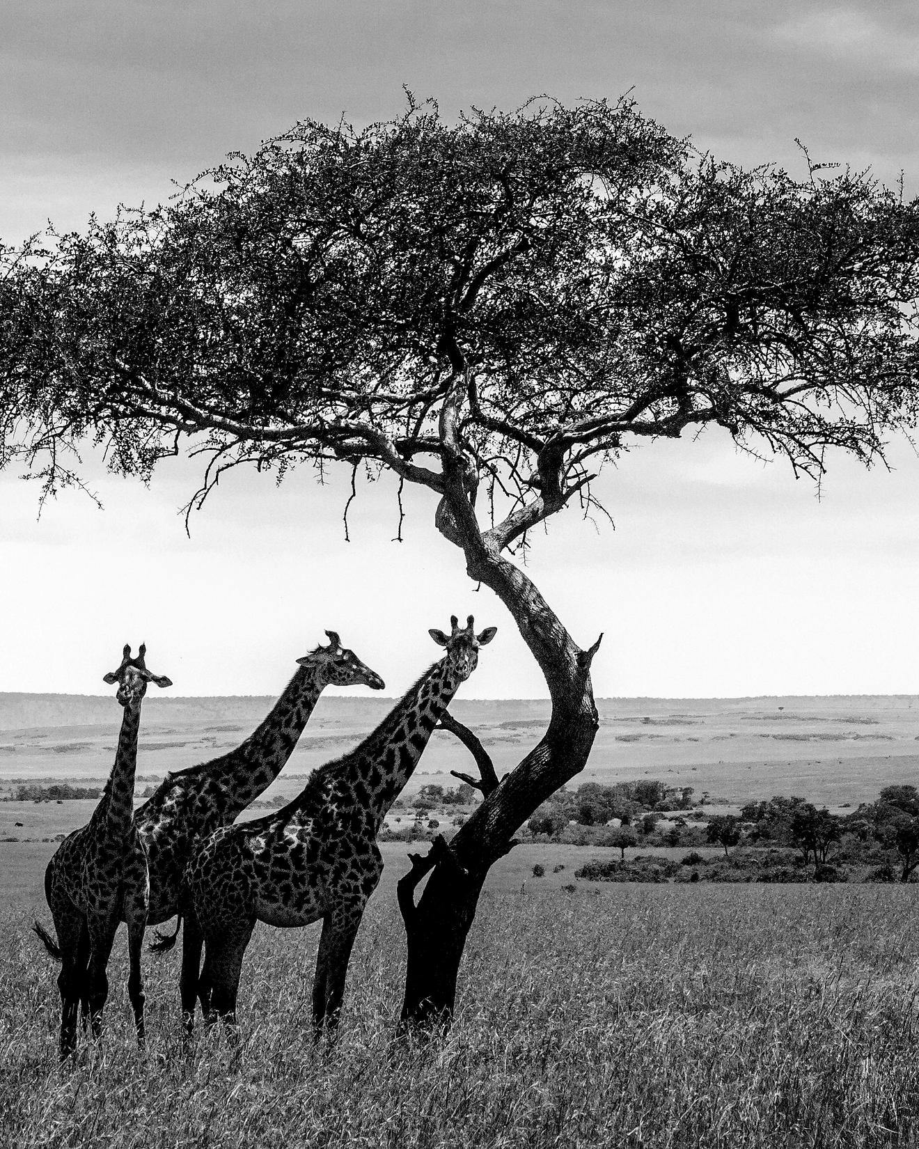 Three giraffes under a single tree in South Africa