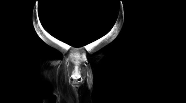 bull with long horns