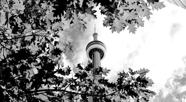 Fall leaves surrounding the Toronto CN Tower