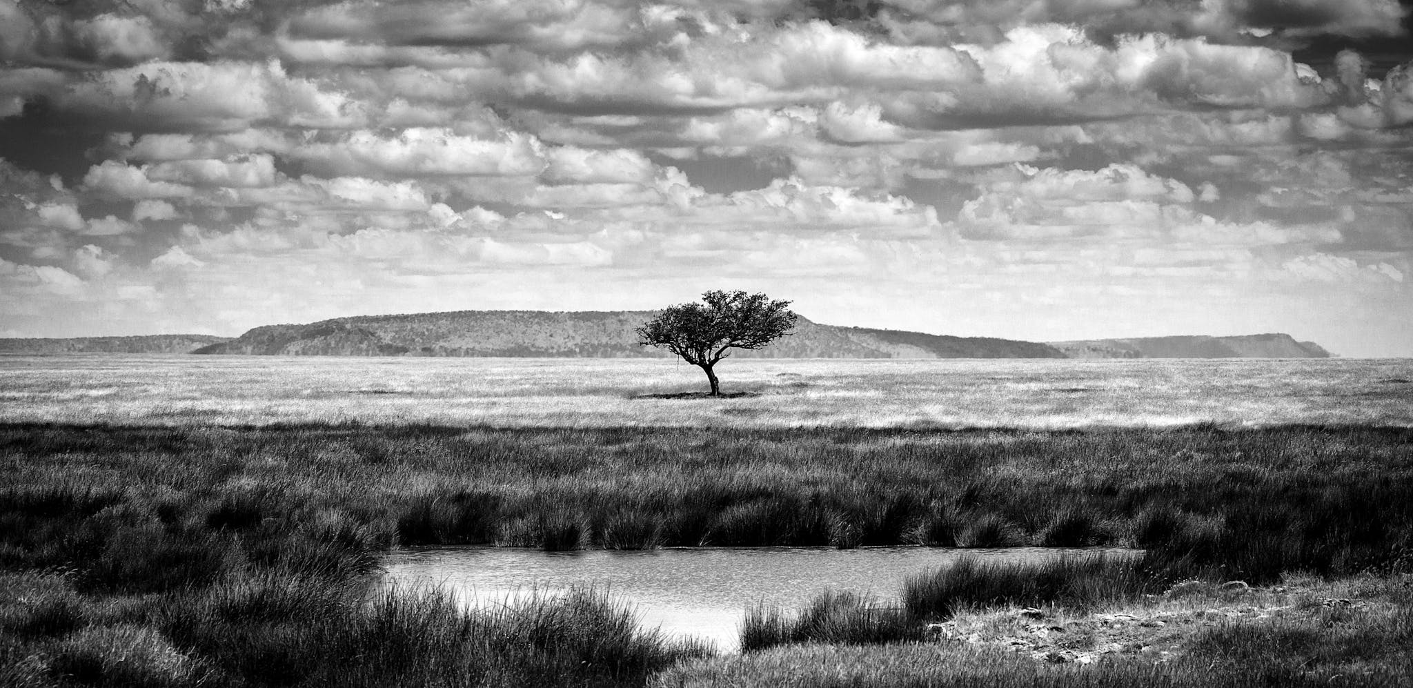 Single tree near in National Park of Serengeti Tanzania