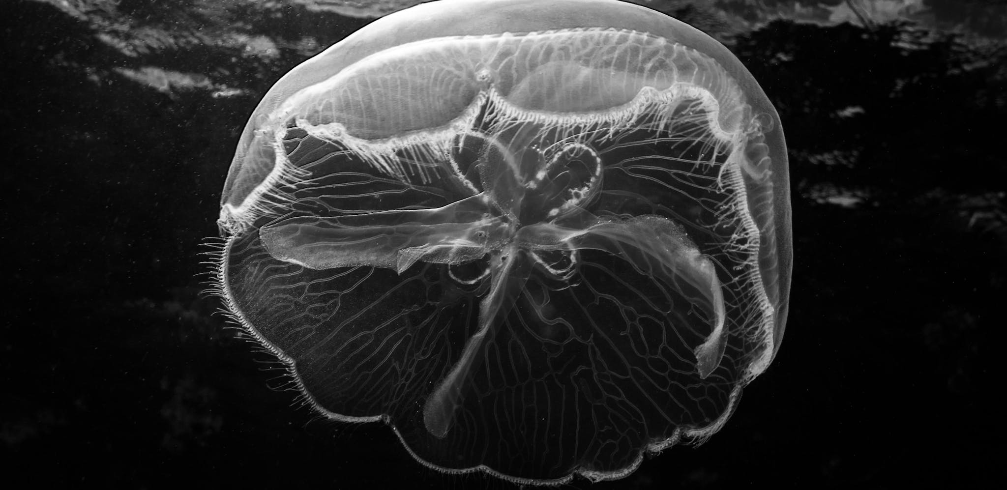 A clear jellyfish, monochrome image